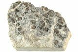 Ammonite (Promicroceras) Cluster - Marston Magna, England #216619-3